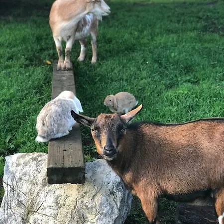 Schwarzenbergerhof ゲストハウス